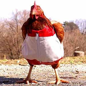 Here. Here's a picture of a chicken wearing pants. It's the best I can do. 